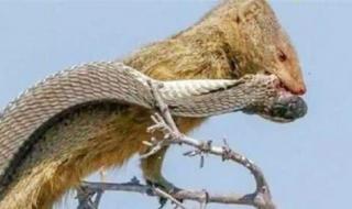 蛇獴最怕什么蛇 眼镜蛇最害怕的动物