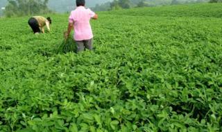 农业生产合作社主营行业怎么选 种植专业合作社
